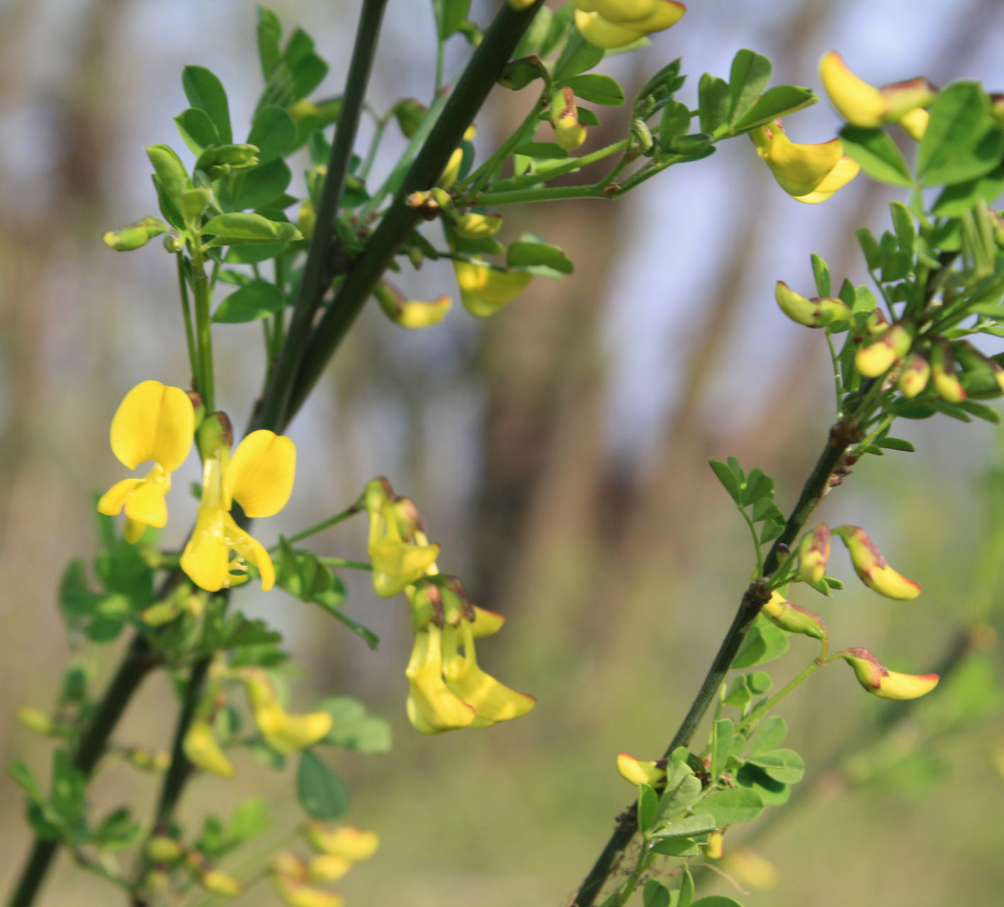 Coronilla emerus